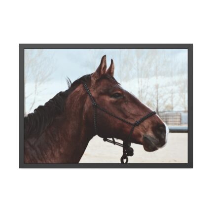 The Side of the Head of a Brown Horse Framed Poster
