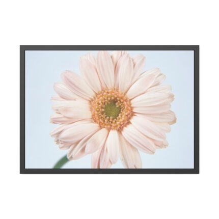 Closeup Daisy Framed Poster