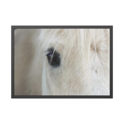 Half of a White Horse Face Framed Poster