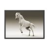 93854-420.jpg White Horse Framed Poster