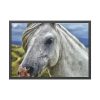 93854-424.jpg Closeup Shot of a White Horse Framed Poster