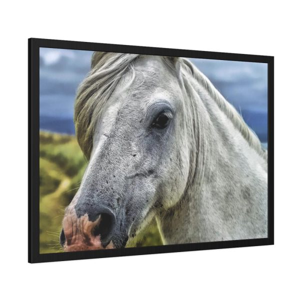 93854-425.jpg Closeup Shot of a White Horse Framed Poster
