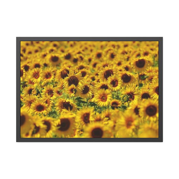 93854-44.jpg Sunflower Farm Framed Poster