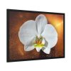 Blossom Orchid Flower Framed Poster