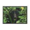 93854-468.jpg Black Bear in the Bush Framed Poster