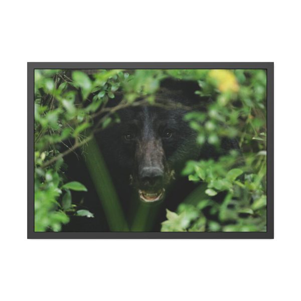 93854-468.jpg Black Bear in the Bush Framed Poster