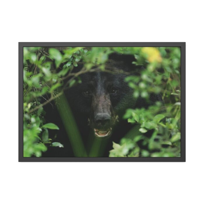 Black Bear in the Bush Framed Poster - Image 1
