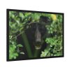 93854-469.jpg Black Bear in the Bush Framed Poster