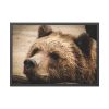 93854-488.jpg Brown Bear Snout Framed Poster