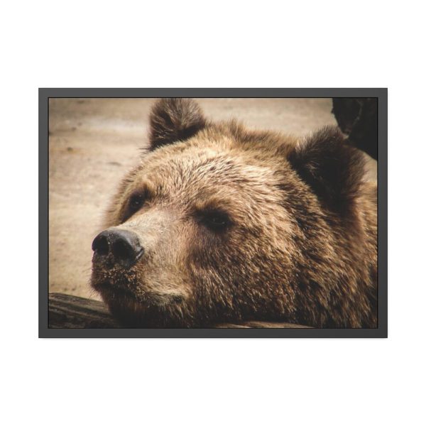 93854-488.jpg Brown Bear Snout Framed Poster