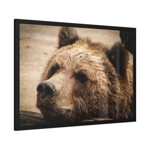 93854-489.jpg Brown Bear Snout Framed Poster