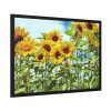 Bloom Sunflower Framed Poster