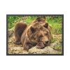93854-492.jpg Brown Bear Wild Framed Poster