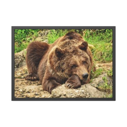 Brown Bear Wild Framed Poster