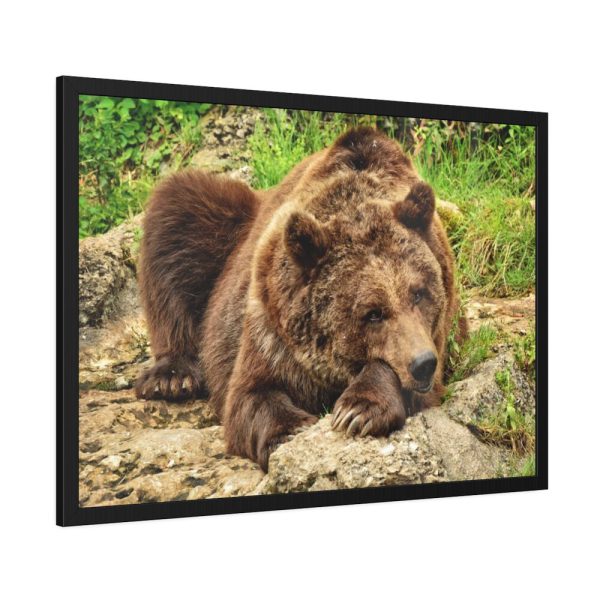 93854-493.jpg Brown Bear Wild Framed Poster