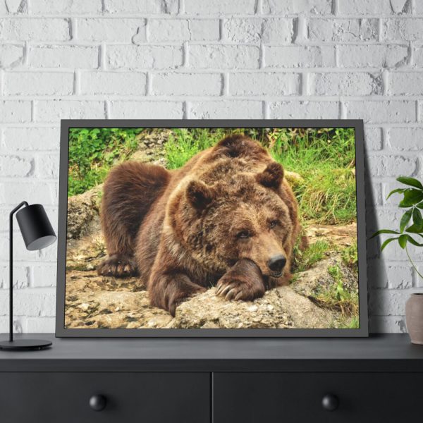93854-495.jpg Brown Bear Wild Framed Poster