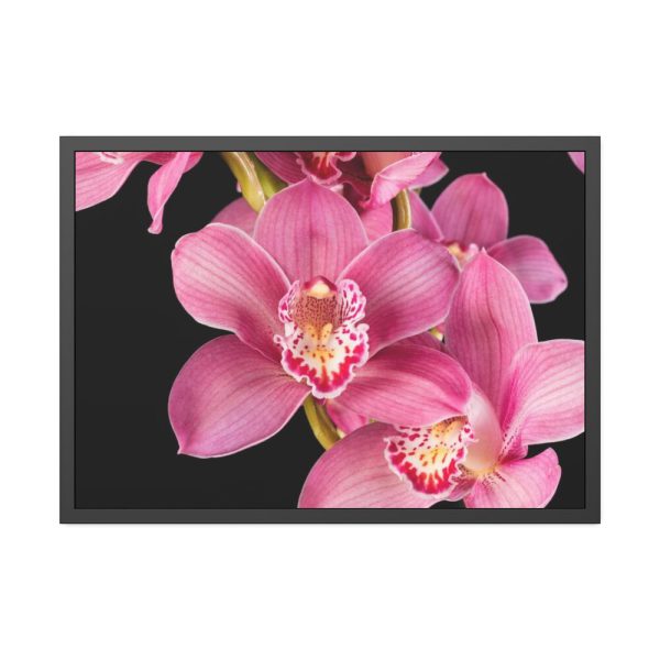 93854-496.jpg Cymbidium Hybrid Orchid Framed Poster
