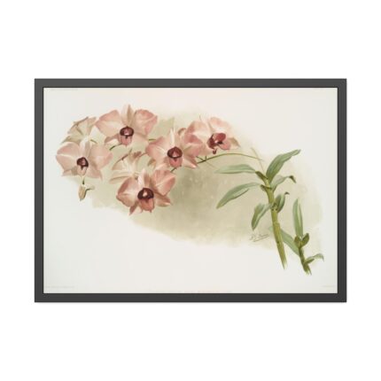 Dendrobium Phalænopsis by Frederick Sander Framed Poster