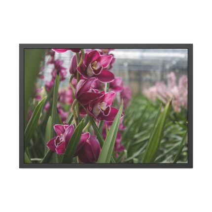 Orchid Cash Plant Framed Poster