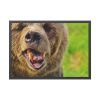 European Brown Bear Framed Poster