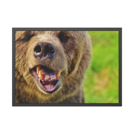European Brown Bear Framed Poster