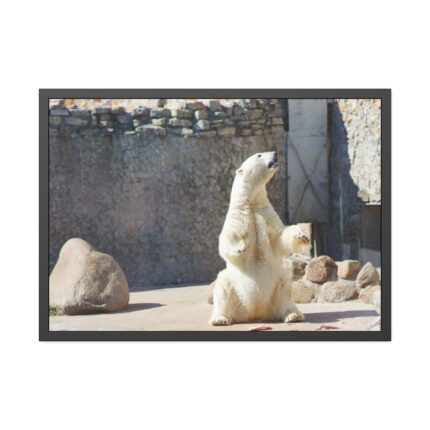 White Polar Bear Zoo Framed Poster