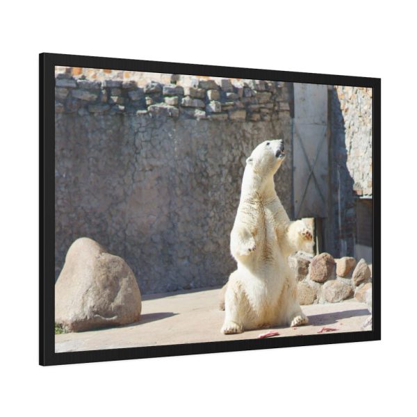 White Polar Bear Zoo Framed Poster