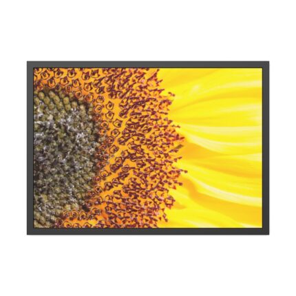 Closeup Sunflower Framed Poster