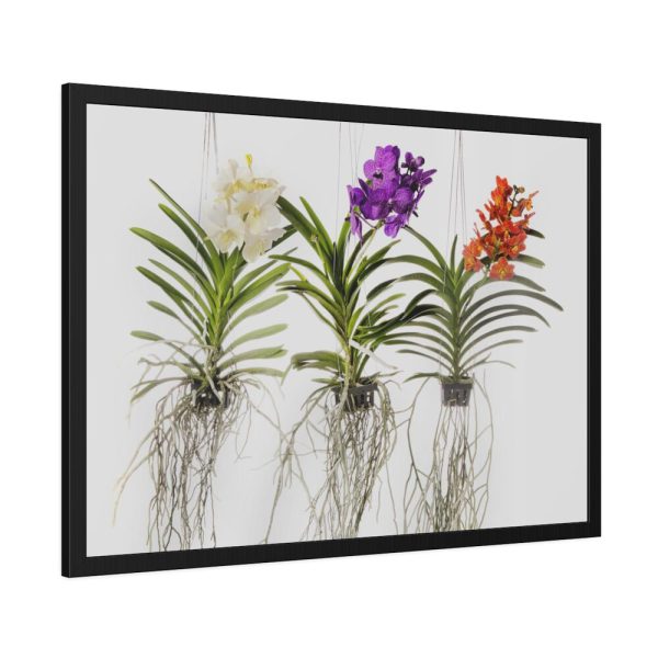Three Orchids Framed Poster