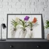 Three Orchids Framed Poster