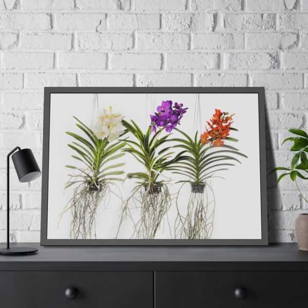 Three Orchids Framed Poster