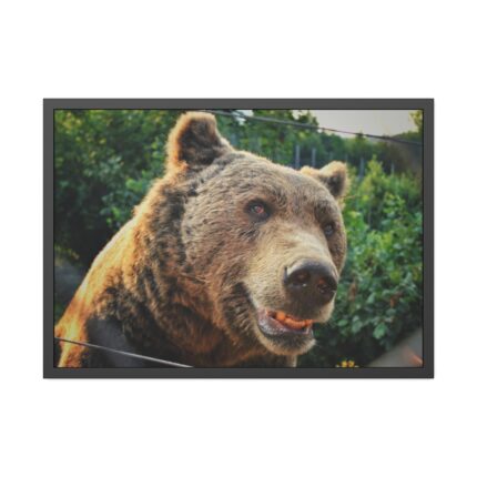 Grizzly Bear Snout Framed Poster