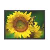93854-60.jpg Butterfly on Sunflower Framed Poster