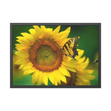 Butterfly on Sunflower Framed Poster