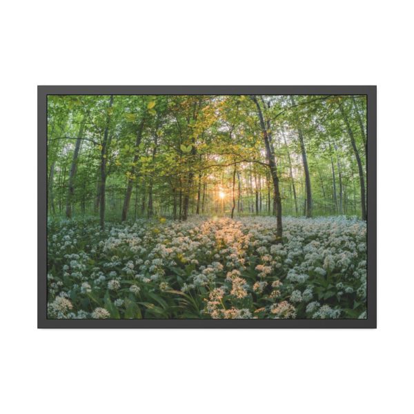 93854-608.jpg Forest at Sunset with Bear's Garlic Framed Poster