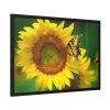 93854-61.jpg Butterfly on Sunflower Framed Poster