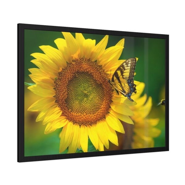 93854-61.jpg Butterfly on Sunflower Framed Poster