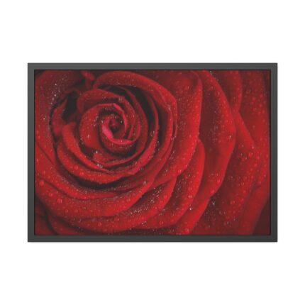 Red Rose Framed Poster