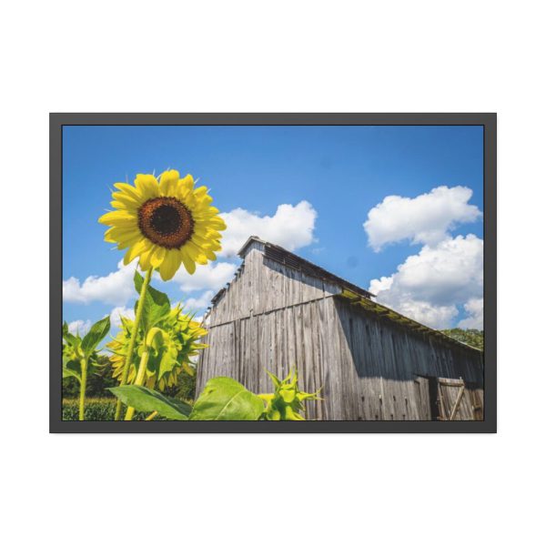 93855-120.jpg Sunflower and Farm Barn Framed Poster