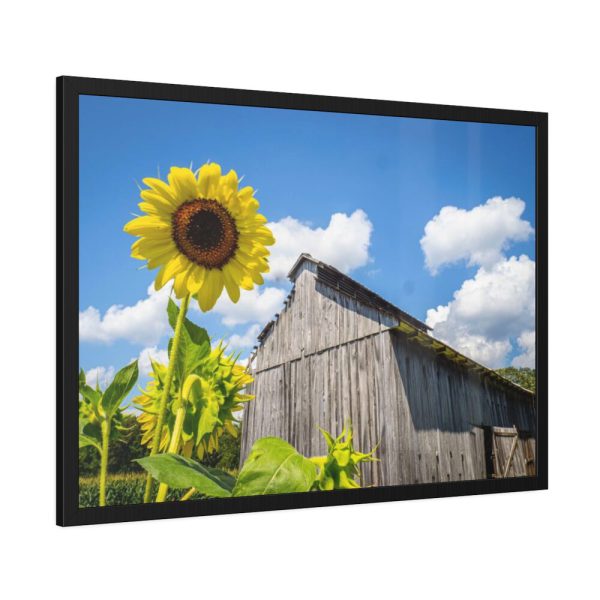93855-121.jpg Sunflower and Farm Barn Framed Poster