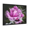 93855-129.jpg Rose Family Framed Poster