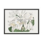 White Cape Coast Lily by Sydenham Edwards Framed Poster - Image 5