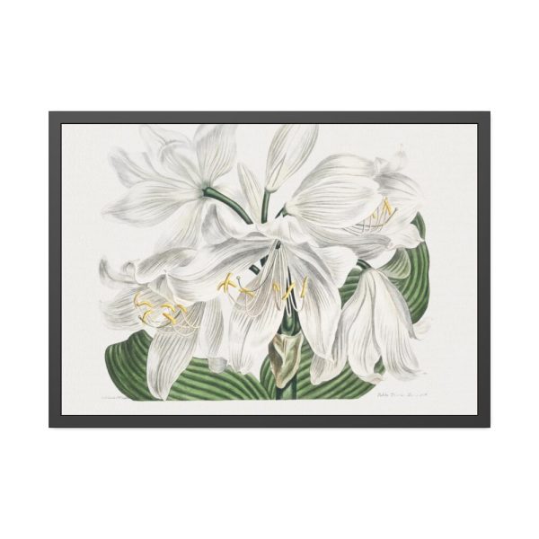 White Cape Coast Lily by Sydenham Edwards Framed Poster
