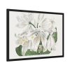 White Cape Coast Lily by Sydenham Edwards Framed Poster