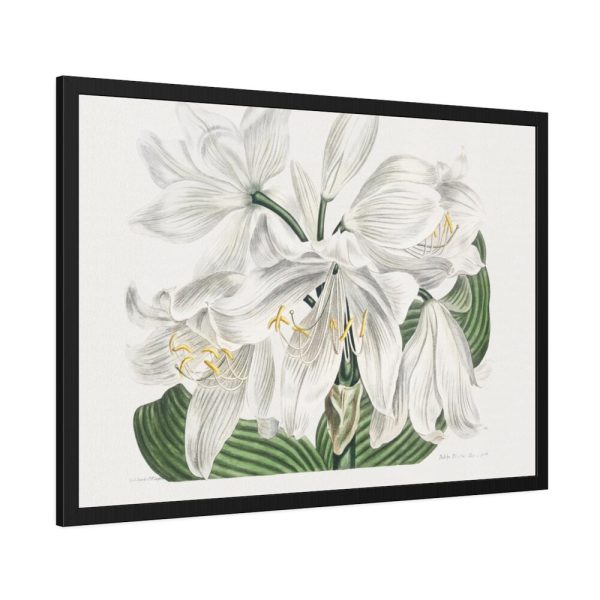 White Cape Coast Lily by Sydenham Edwards Framed Poster