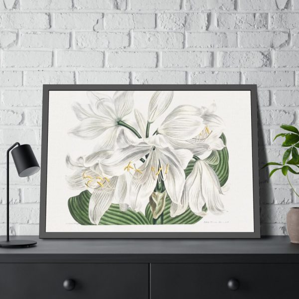 White Cape Coast Lily by Sydenham Edwards Framed Poster
