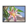 Pink Lily Framed Poster