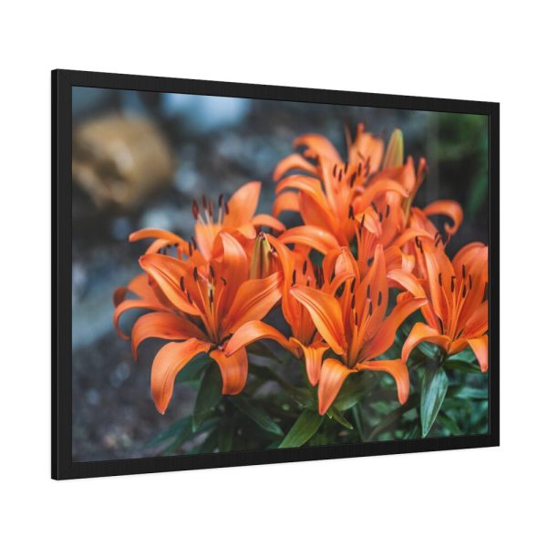 Orange Flower Framed Poster