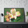 93855-191.jpg Lily of the Incas Framed Poster