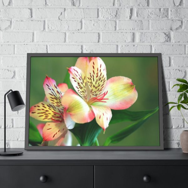 93855-191.jpg Lily of the Incas Framed Poster